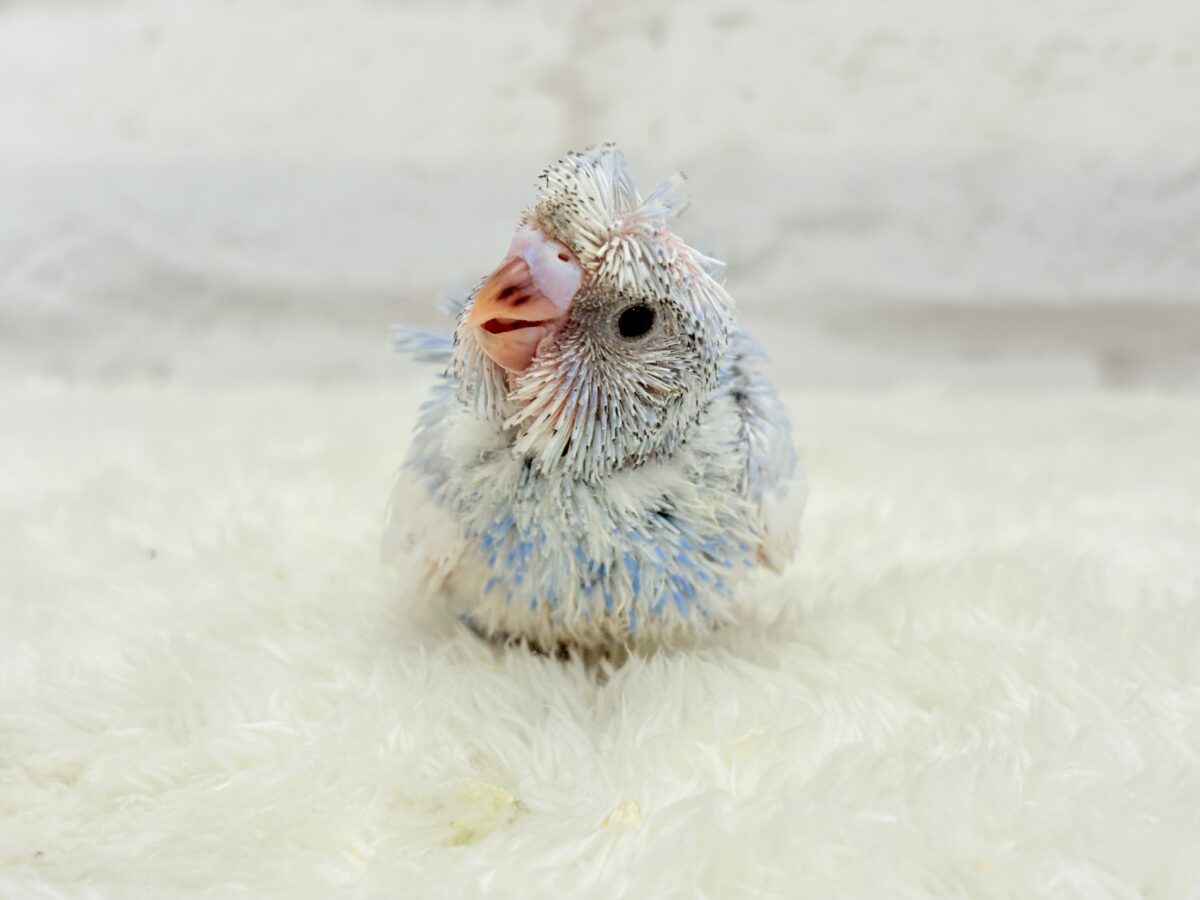 梵天セキセイインコ