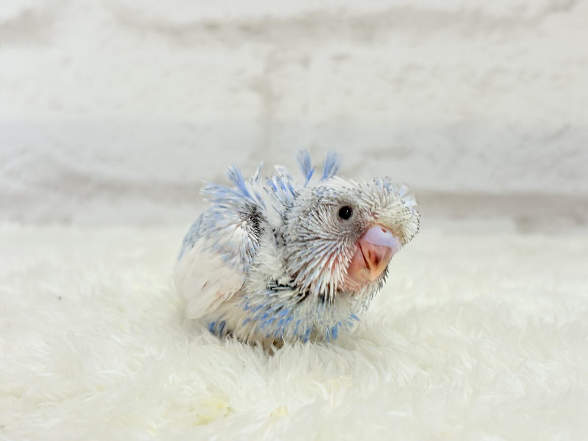梵天セキセイインコ