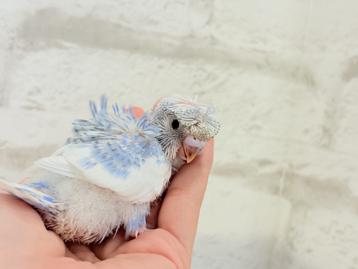 梵天セキセイインコ