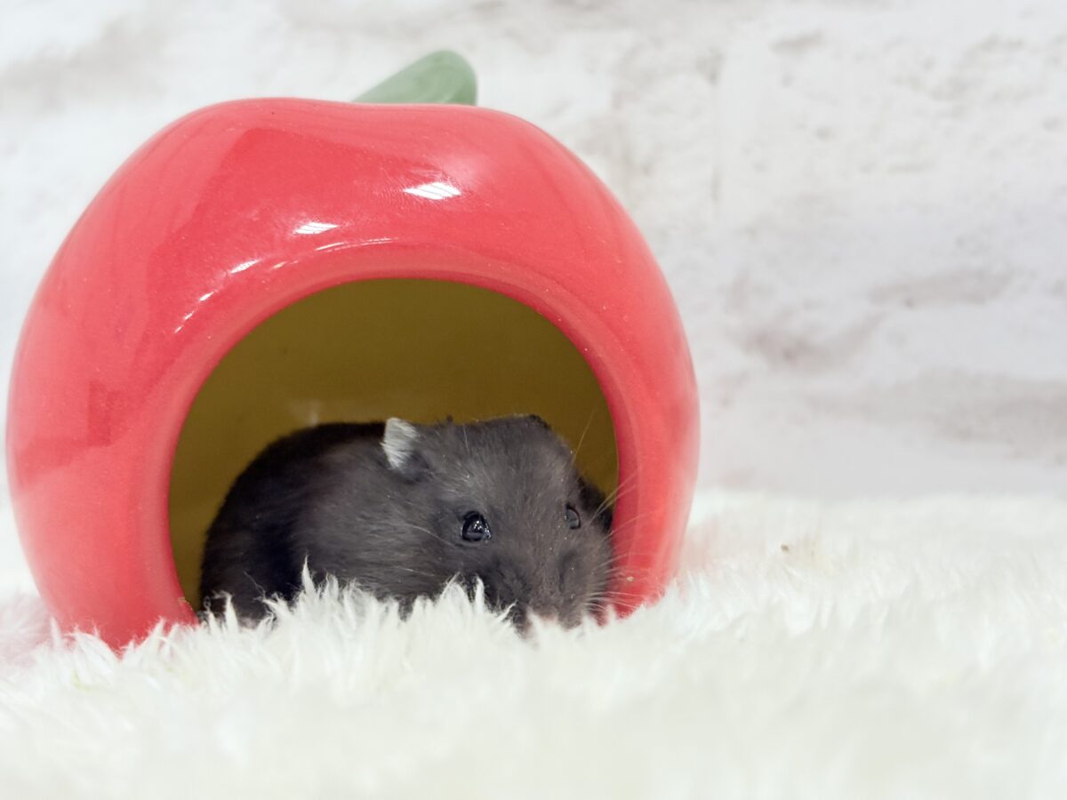 ドワーフハムスターの1種
