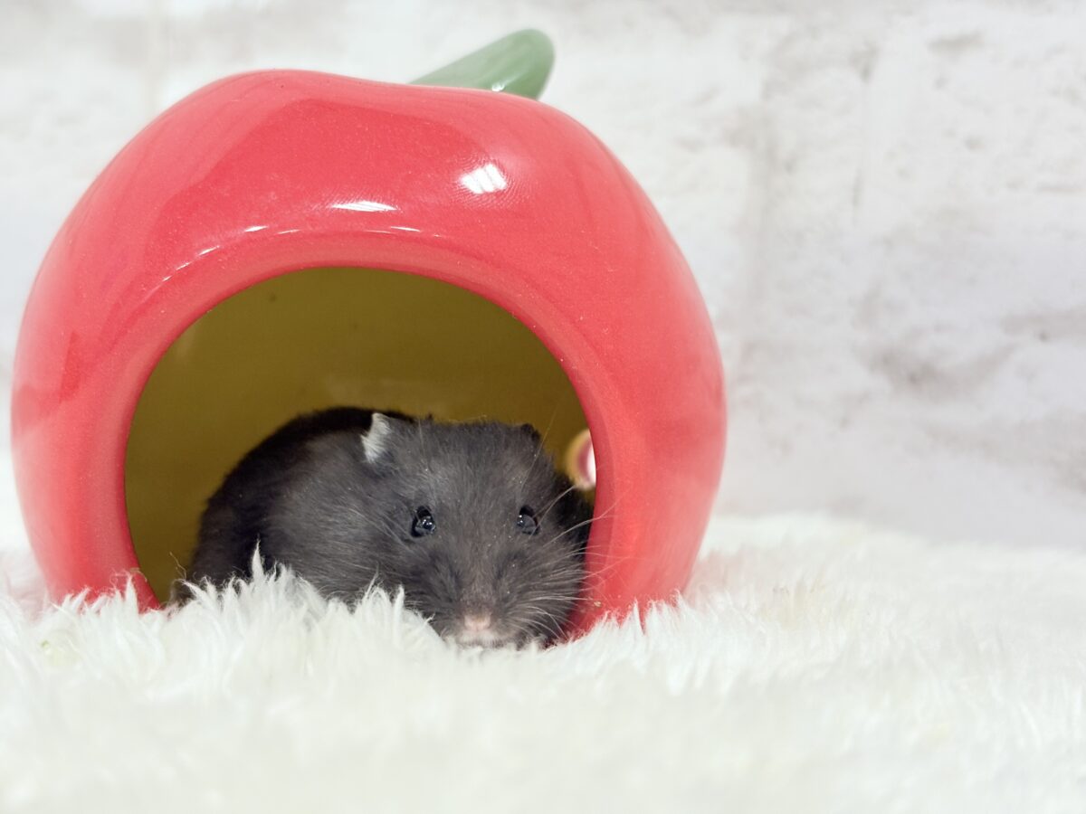ドワーフハムスターの1種