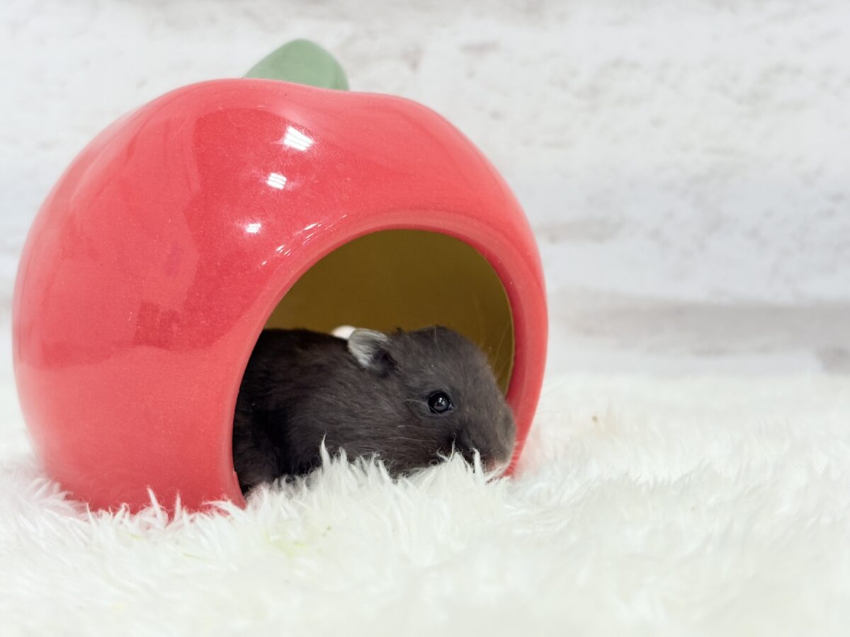 ドワーフハムスターの1種