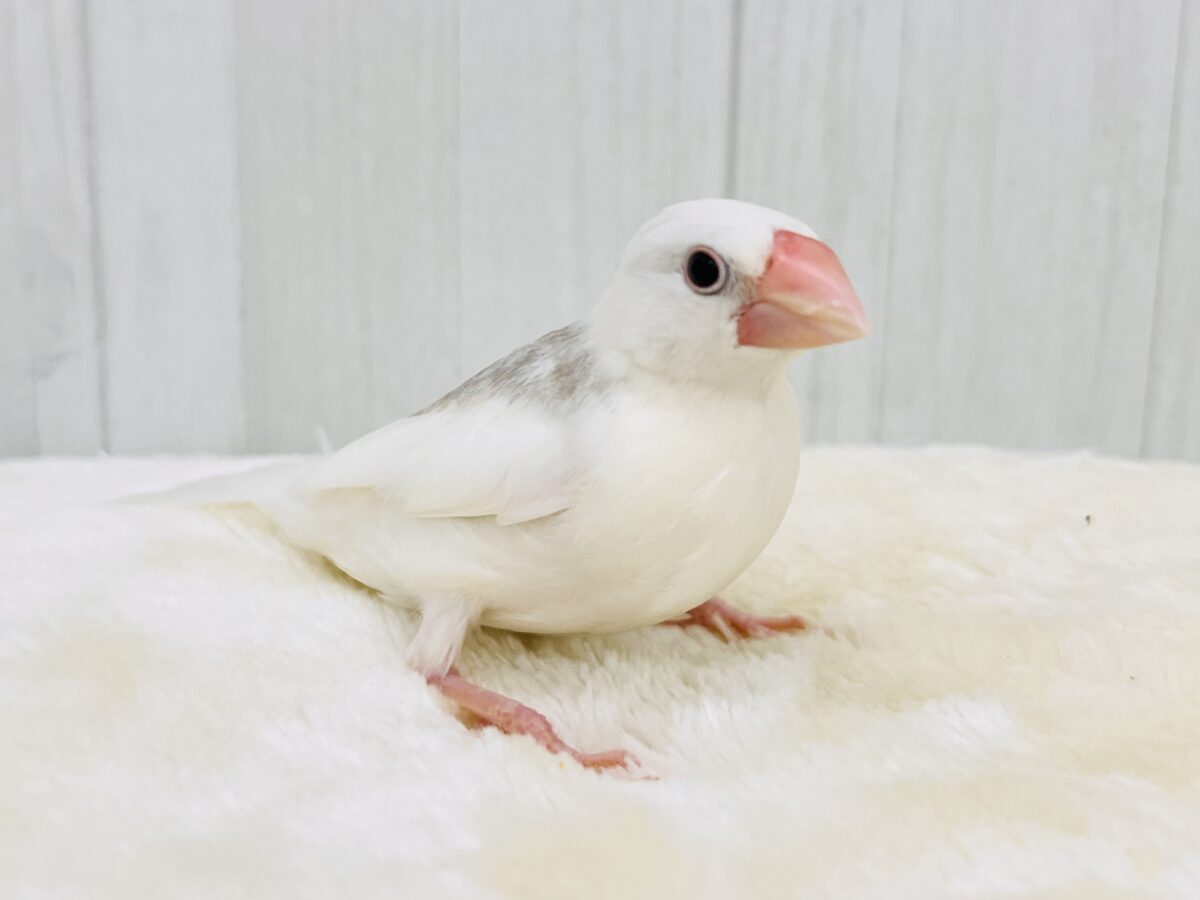 白文鳥