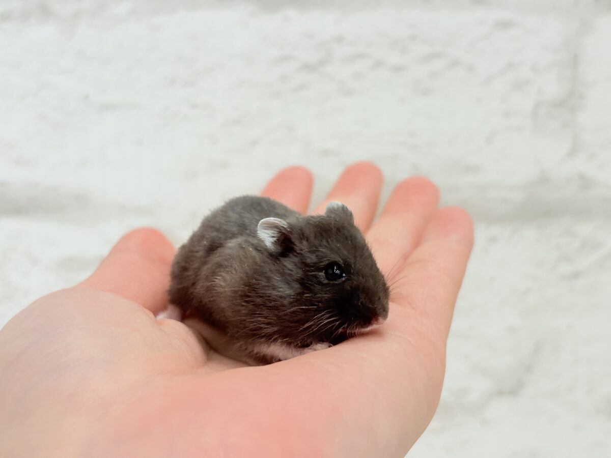 ドワーフハムスターの1種