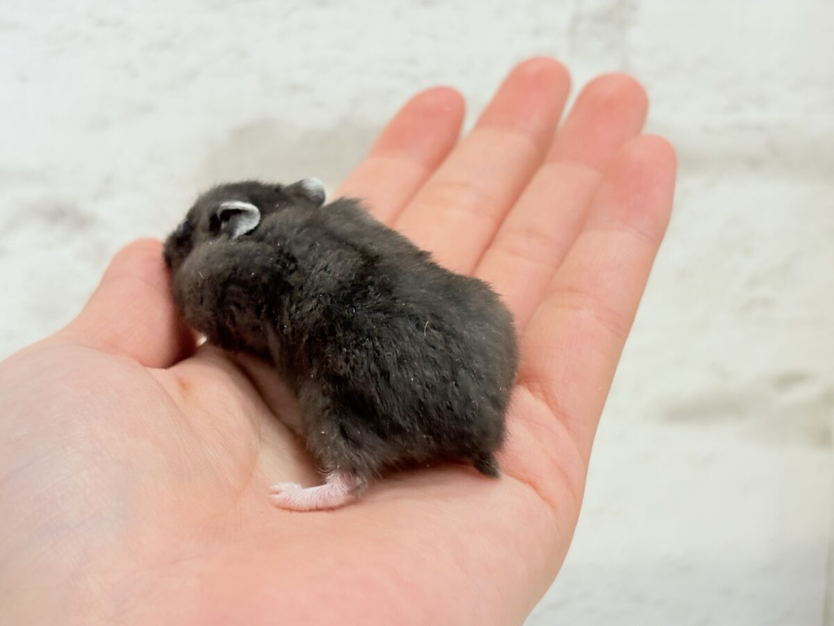 ドワーフハムスターの1種