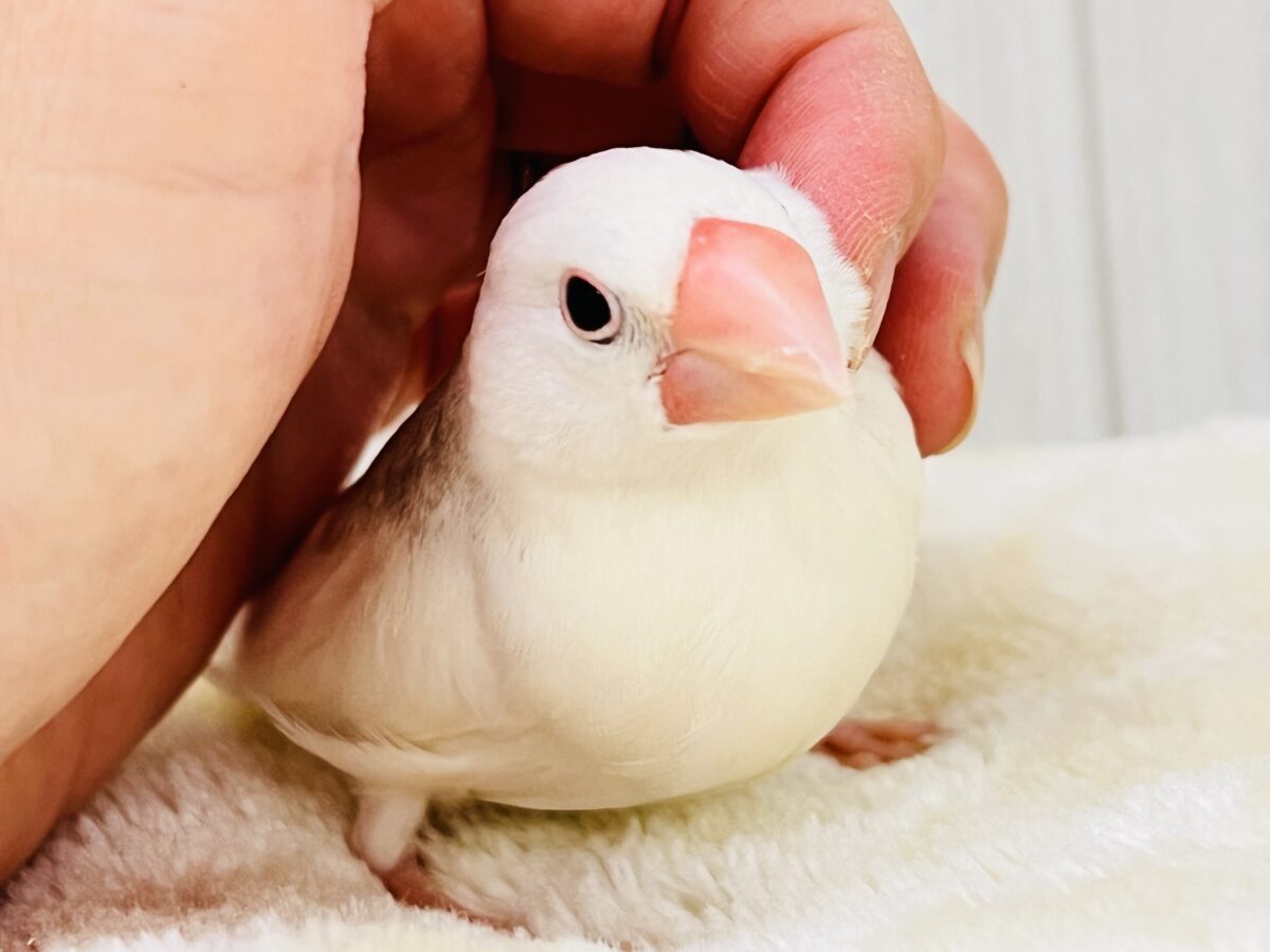 白文鳥