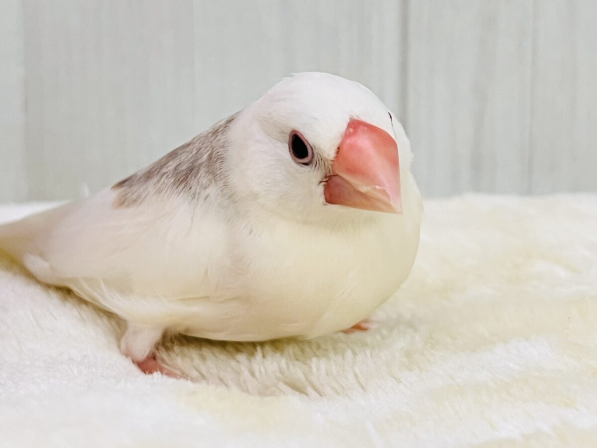 白文鳥