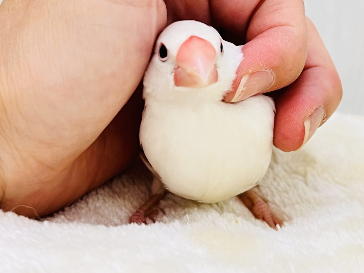 白文鳥