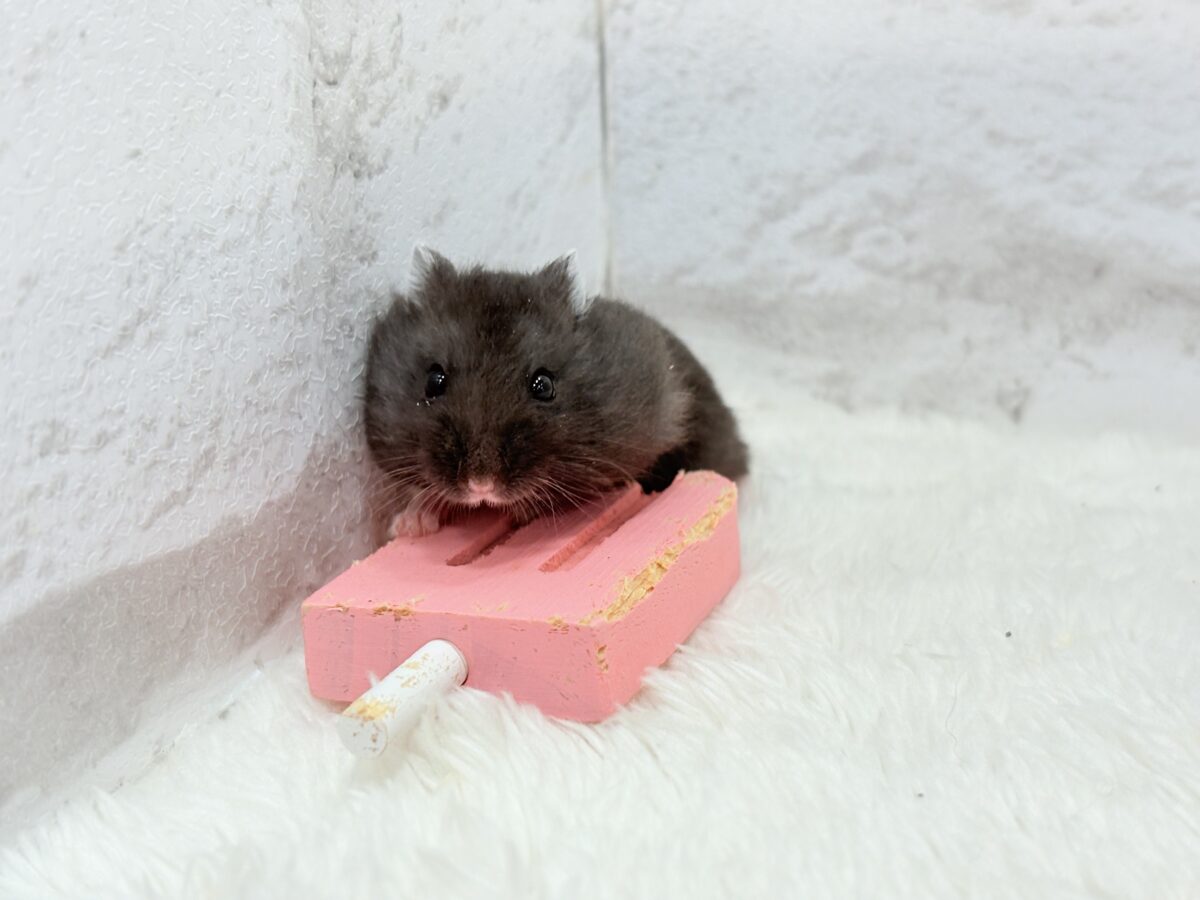 ドワーフハムスターの1種