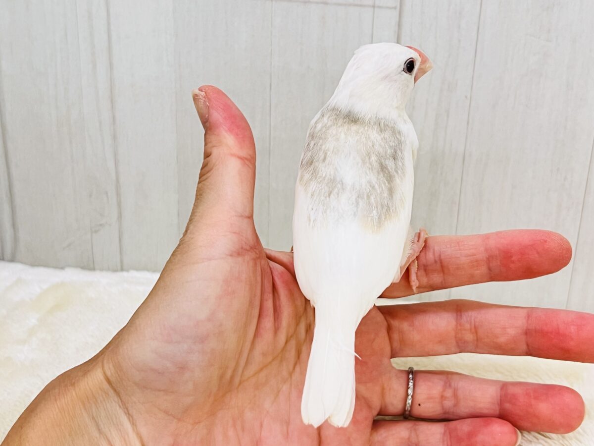 白文鳥
