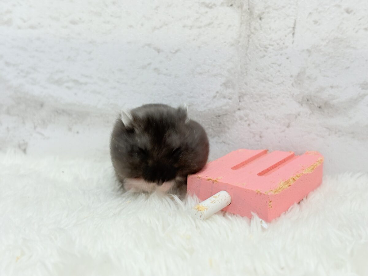 ドワーフハムスターの1種