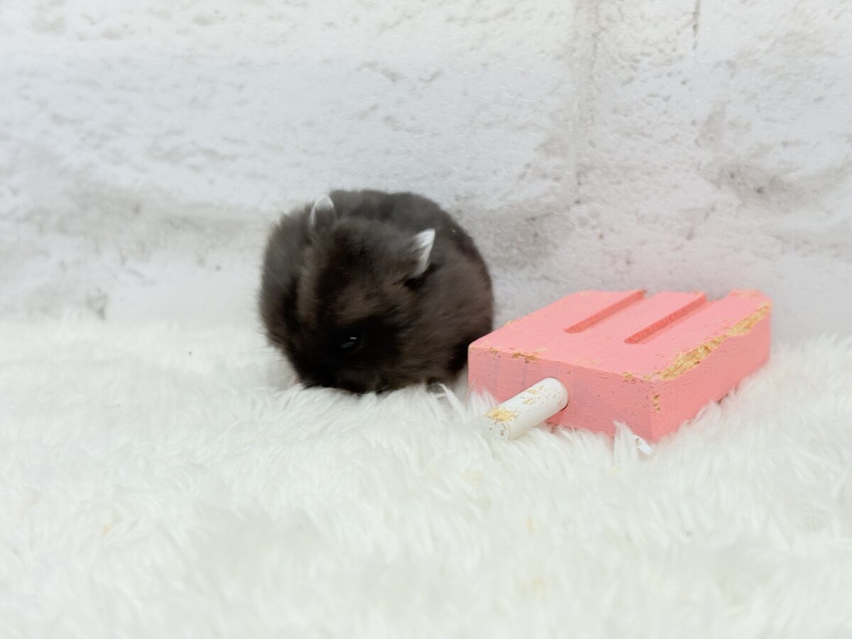 ドワーフハムスターの1種