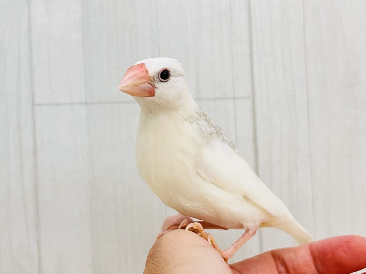 白文鳥