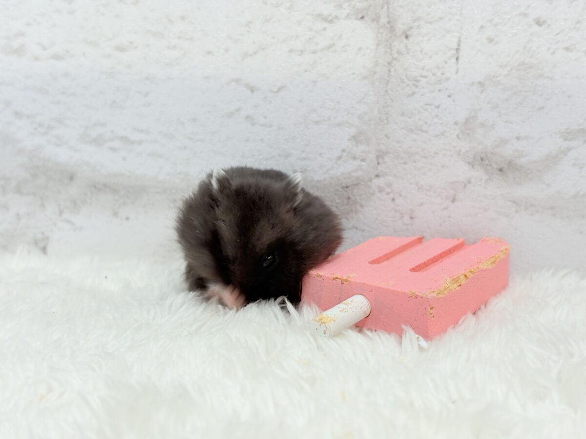 ドワーフハムスターの1種