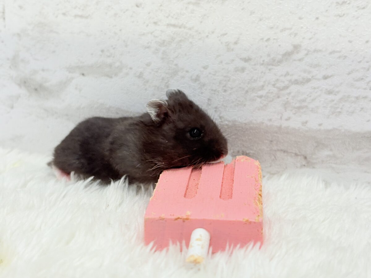 ドワーフハムスターの1種