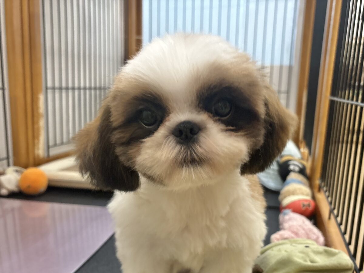 超ホヤホヤ最新画像✨愛の突撃準備完了〜！！！シーズーくん！