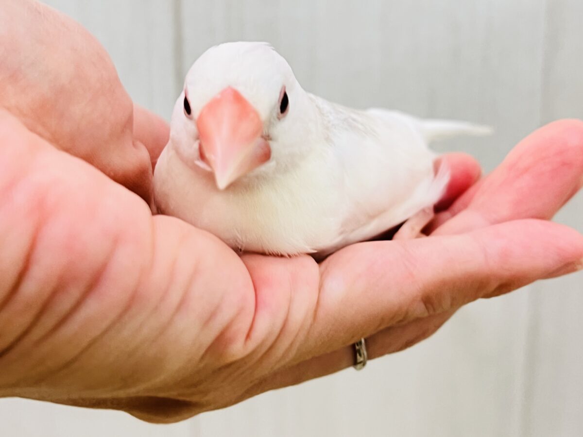 白文鳥