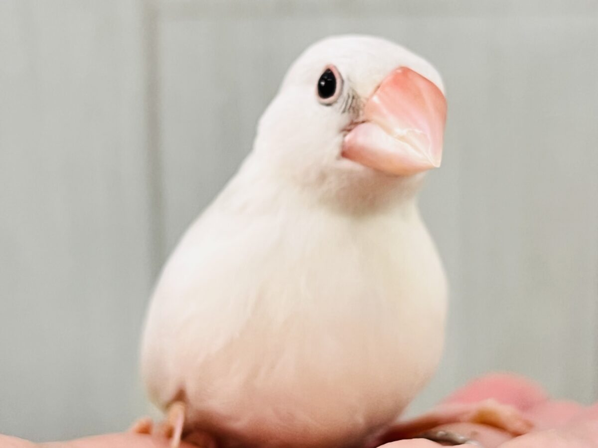 かくれモチモチ♡1人餌の幼さの残る白文鳥✨🪽