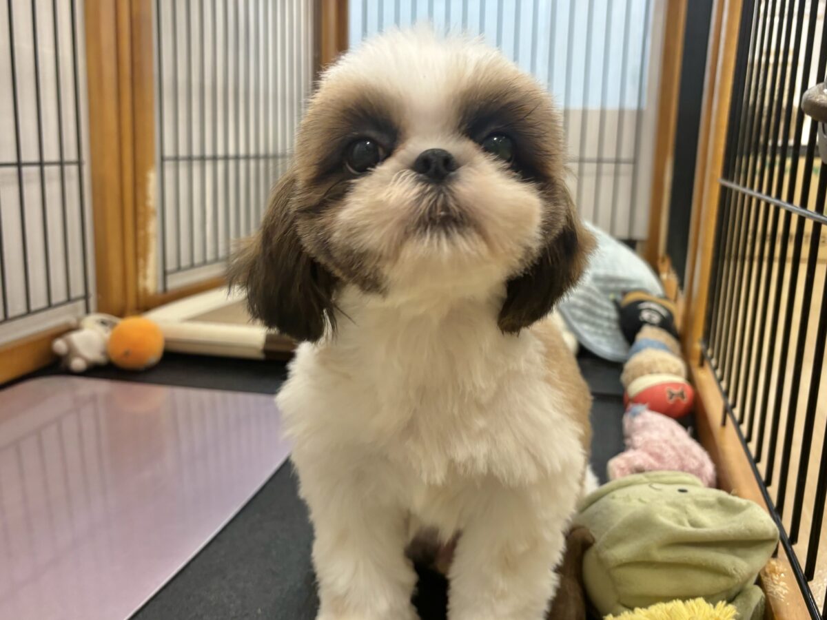 シーズー