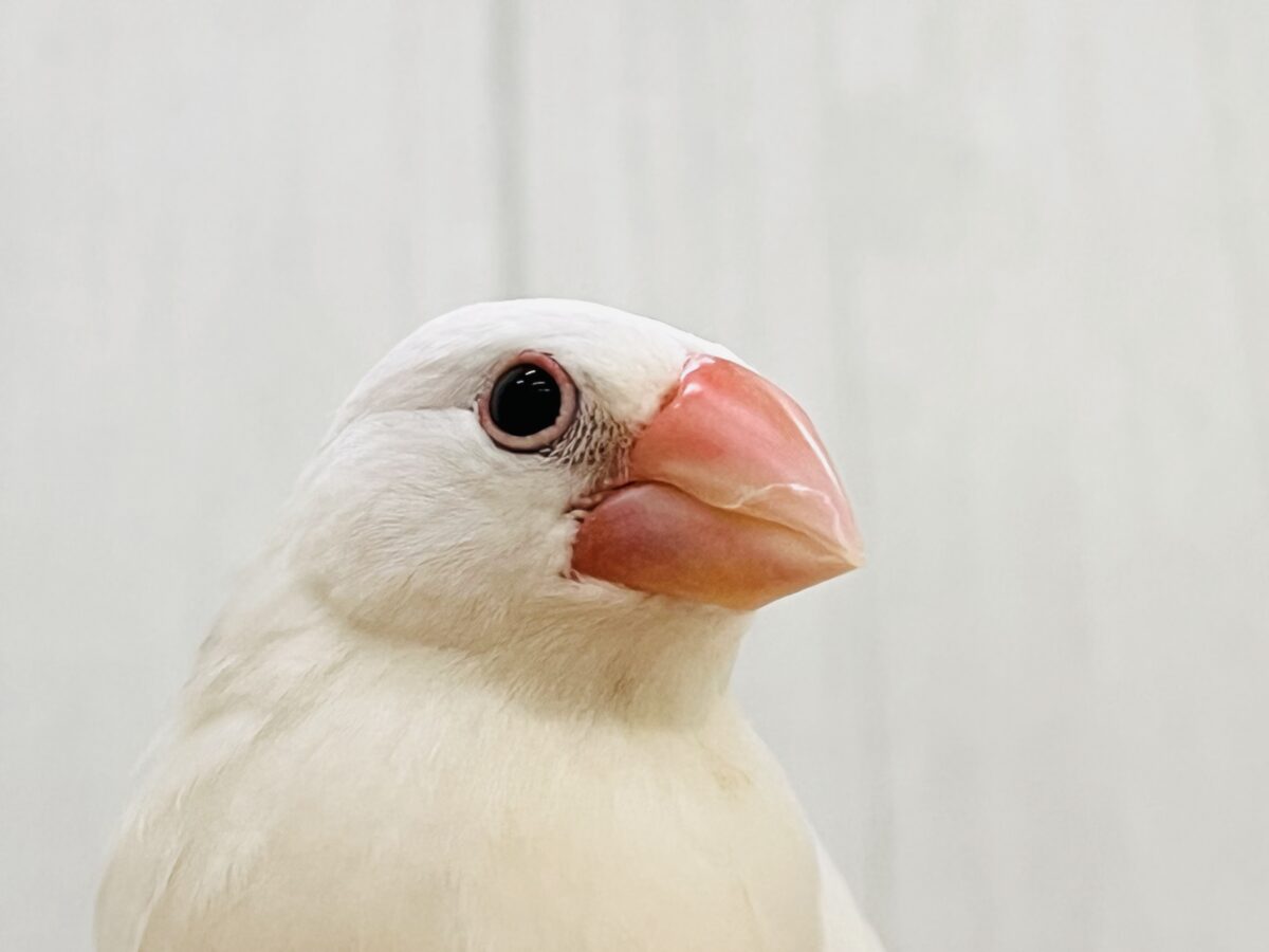 白文鳥