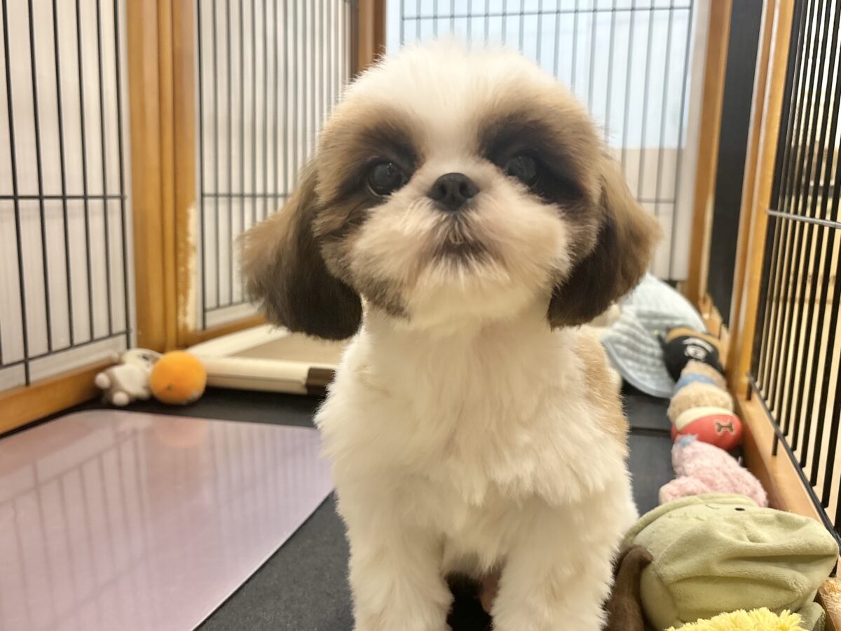 シーズー