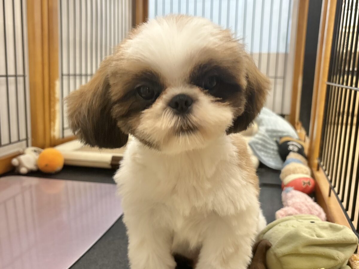 シーズー