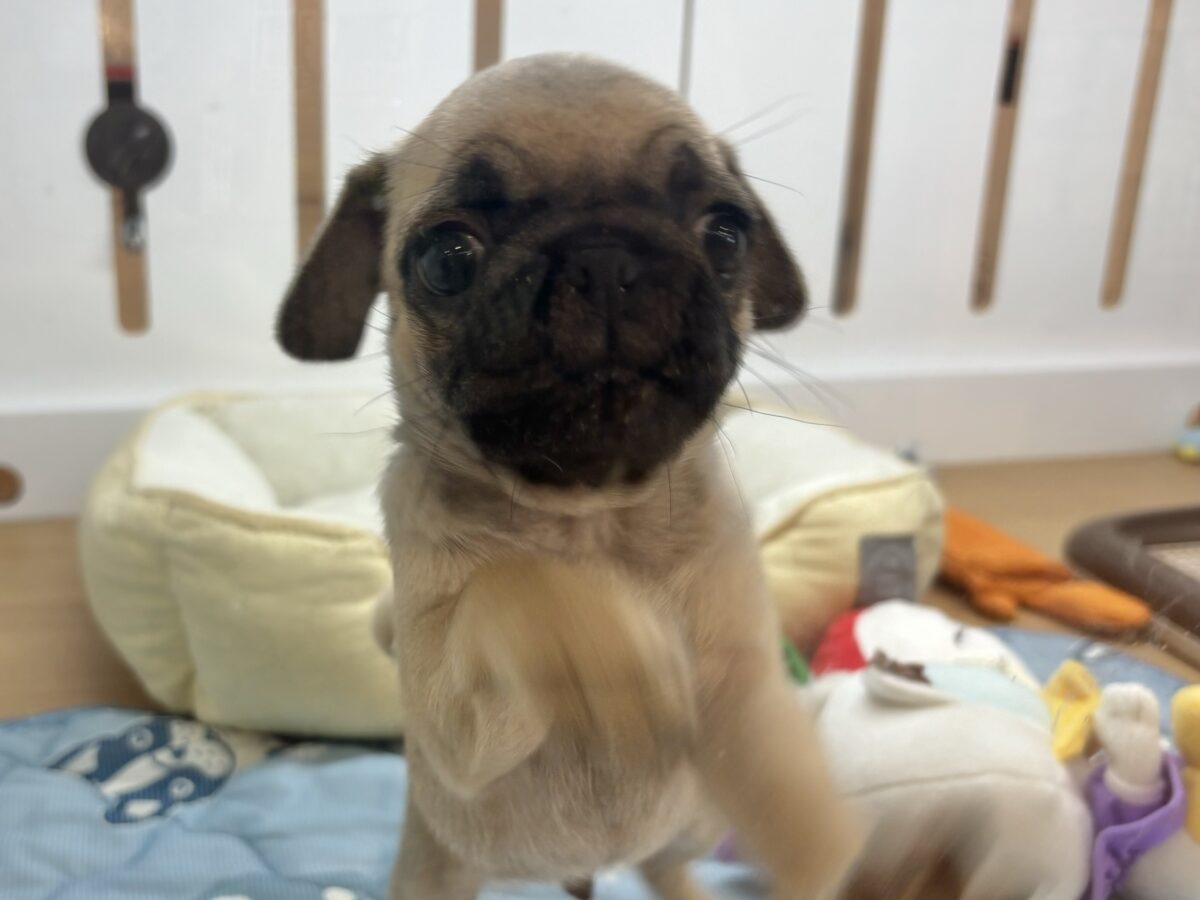 パグ