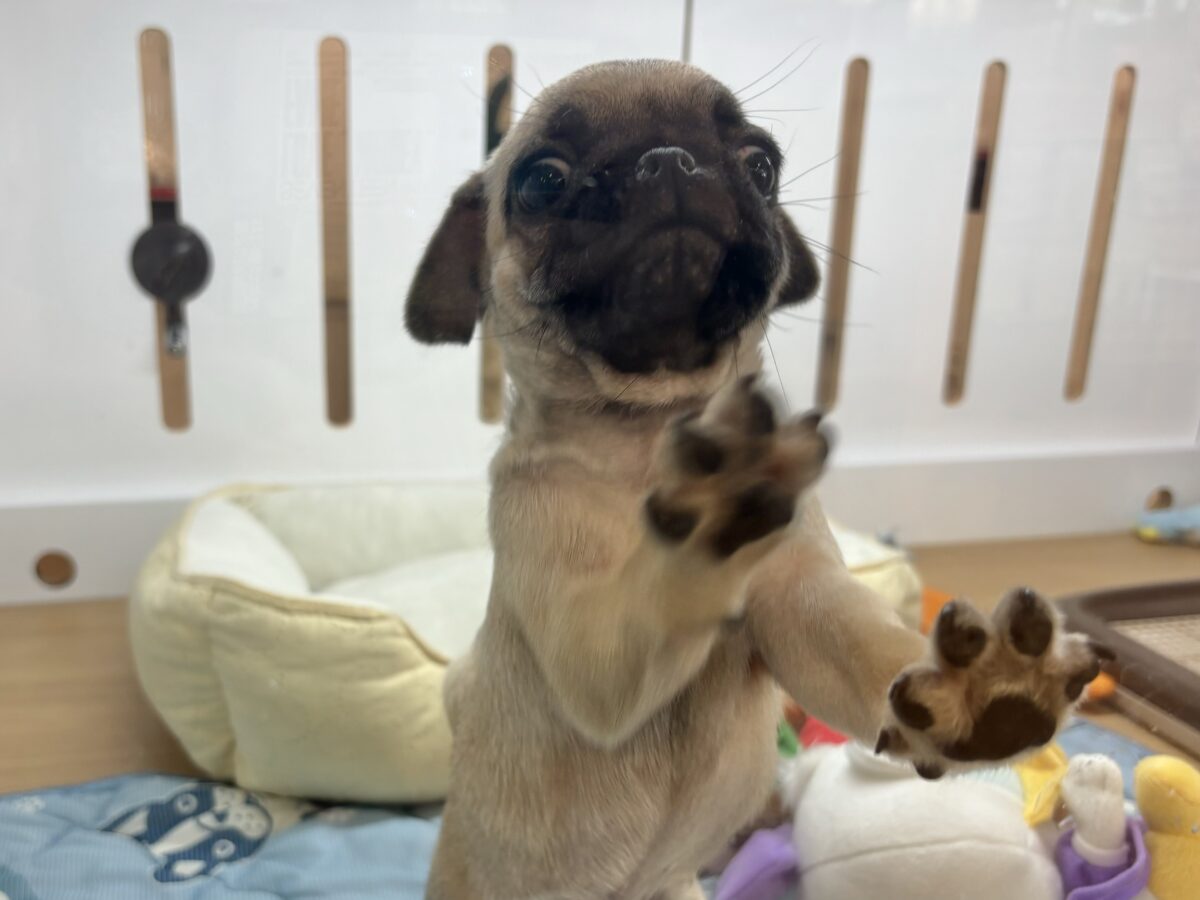 パグ