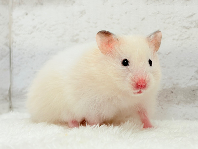 淡々ふんわり🐹🍬長毛ハムスター(女の子)