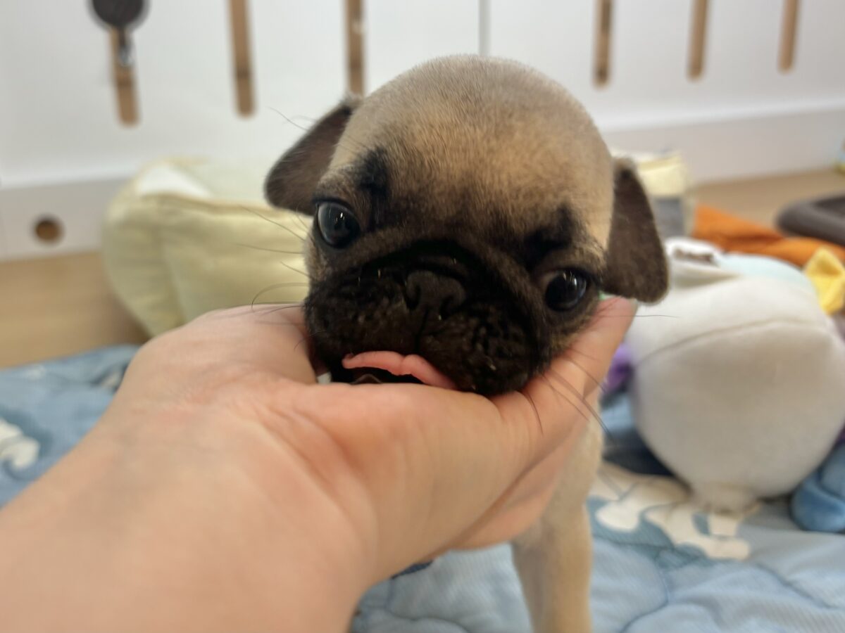パグ