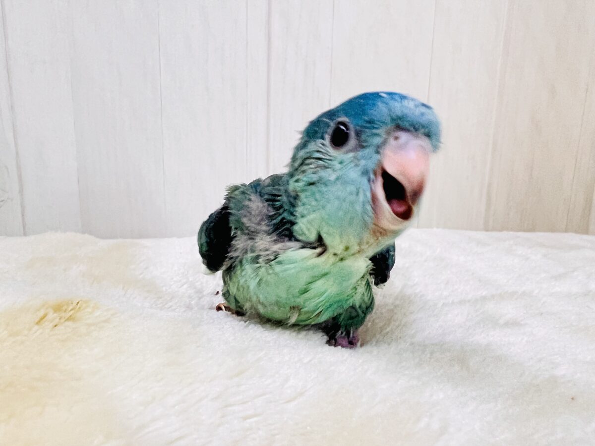 サザナミインコ