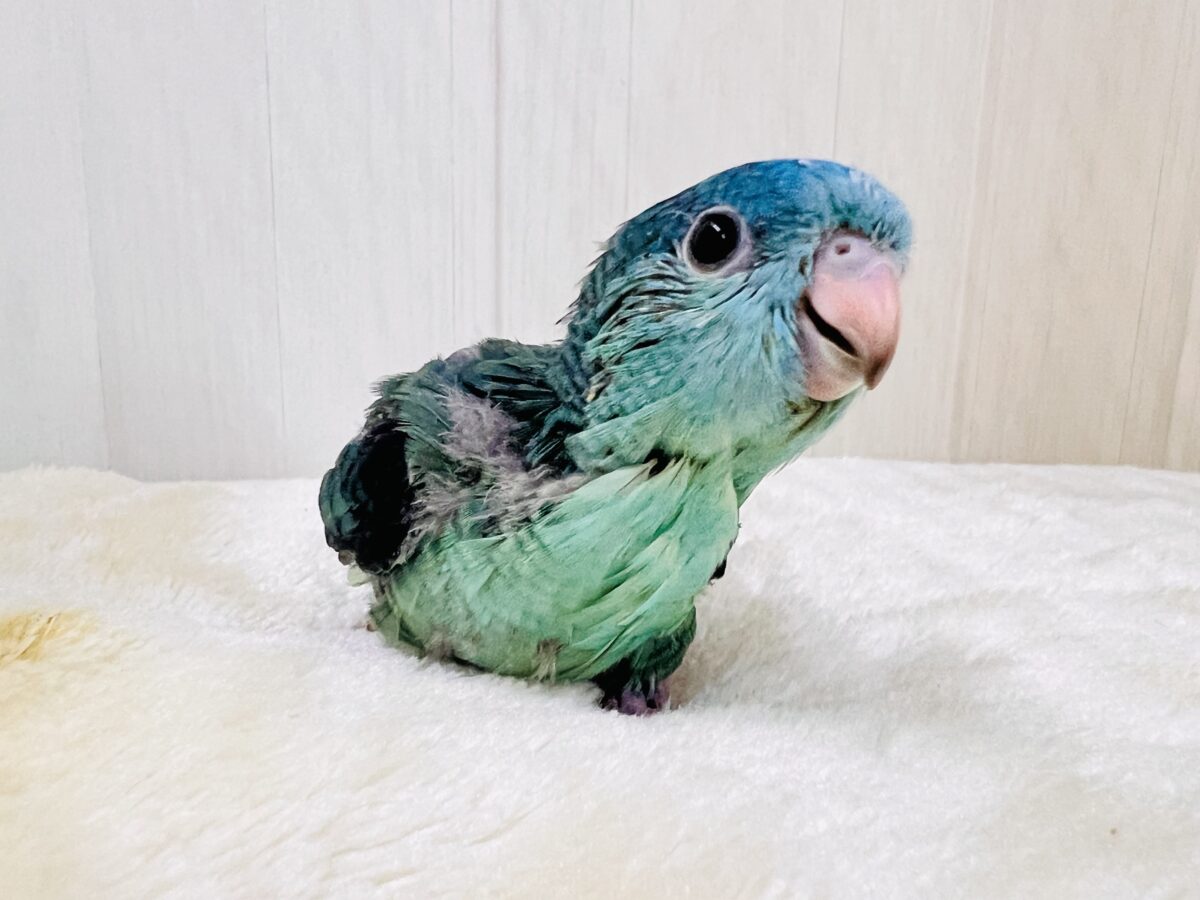 やっぱり綺麗だね💎サザナミインコのターコイズです💙