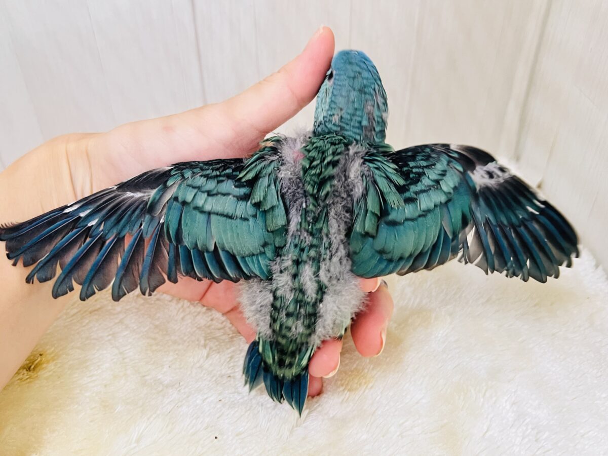 サザナミインコ