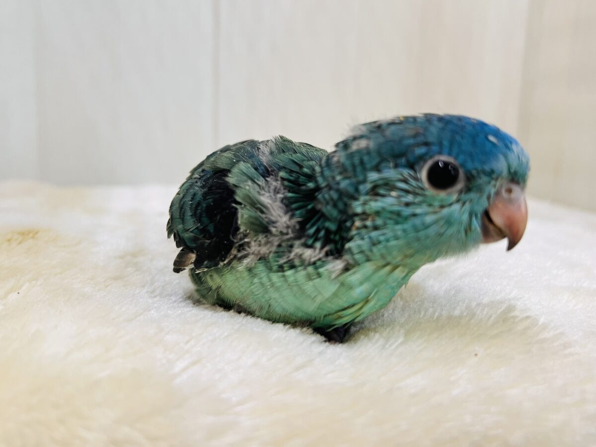 サザナミインコ