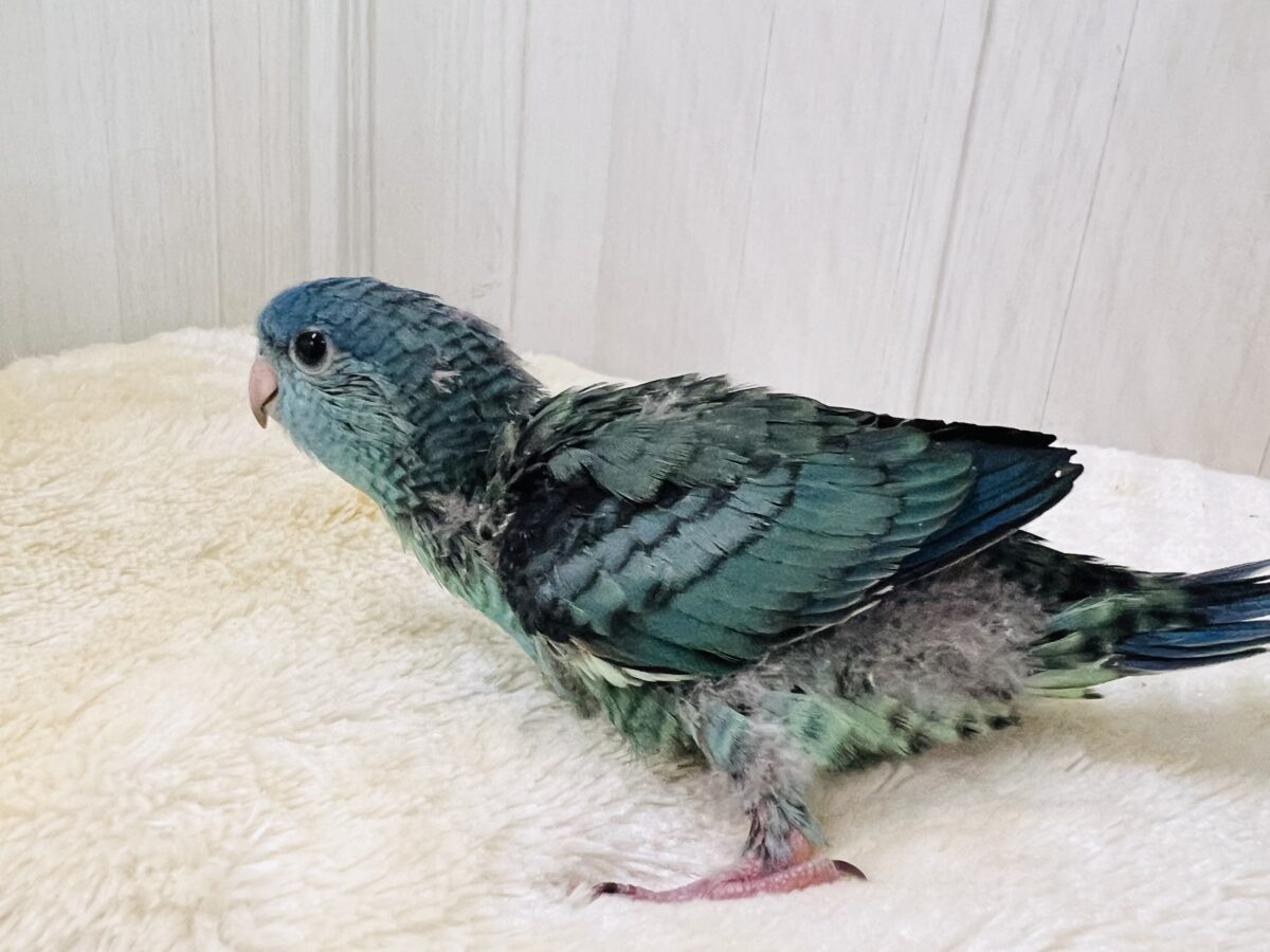 サザナミインコ