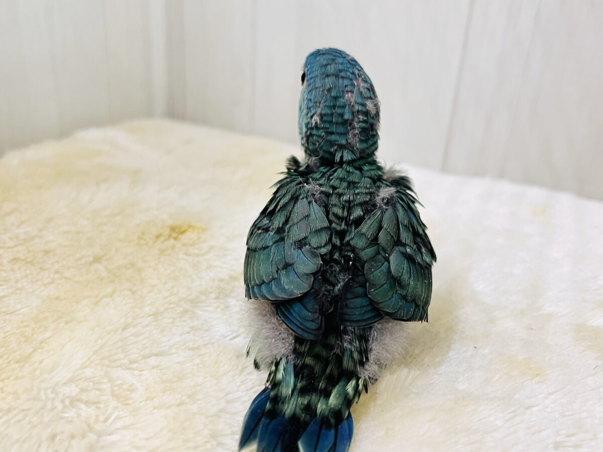 サザナミインコ
