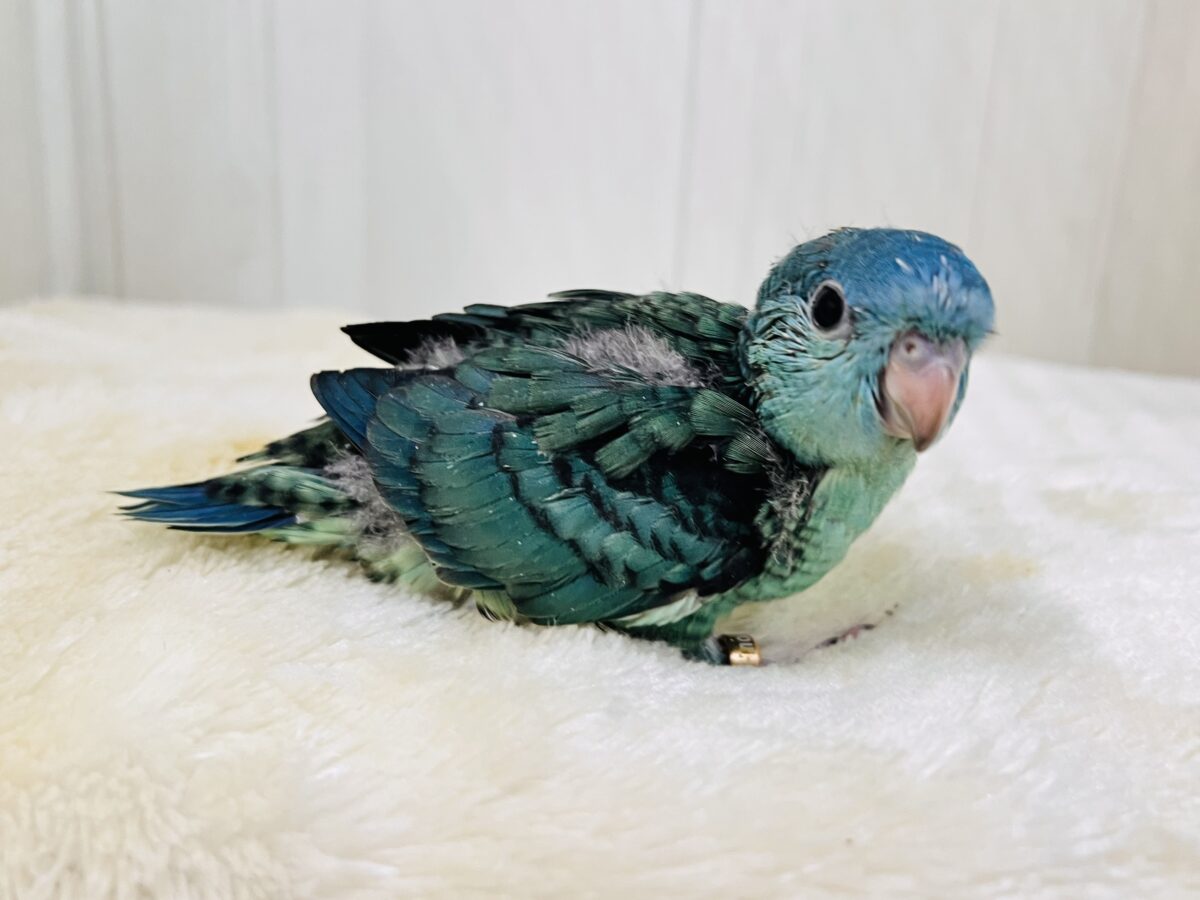 サザナミインコ