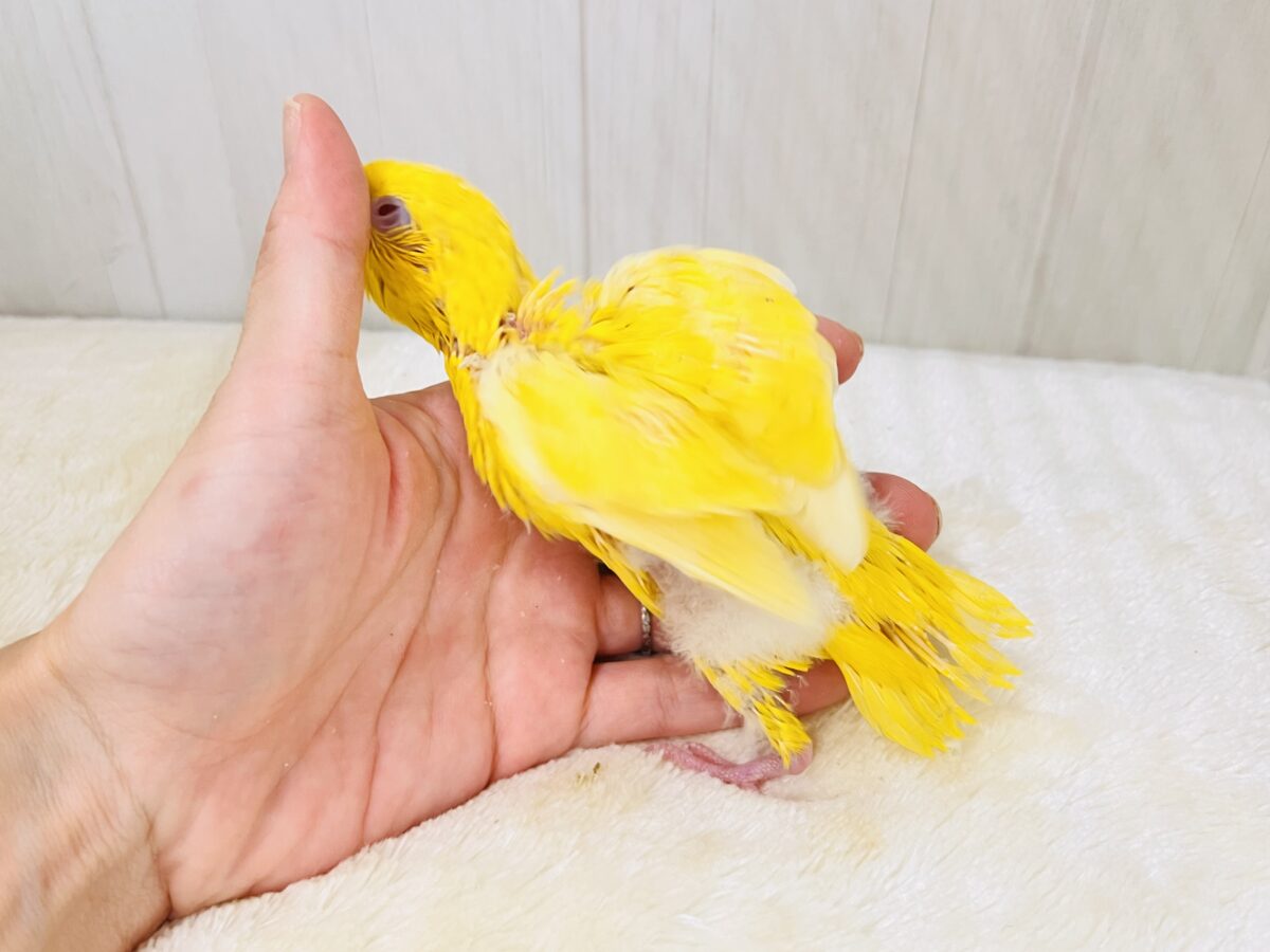 サザナミインコ