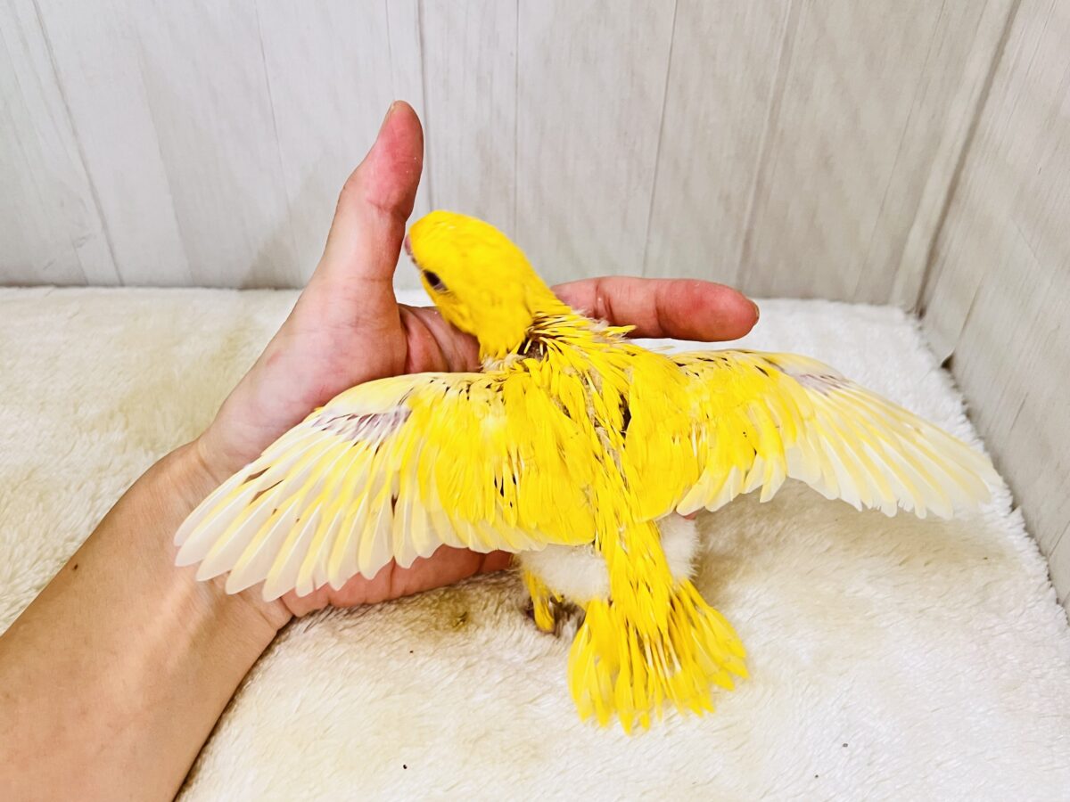 サザナミインコ