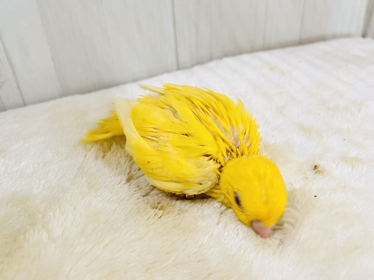 サザナミインコ