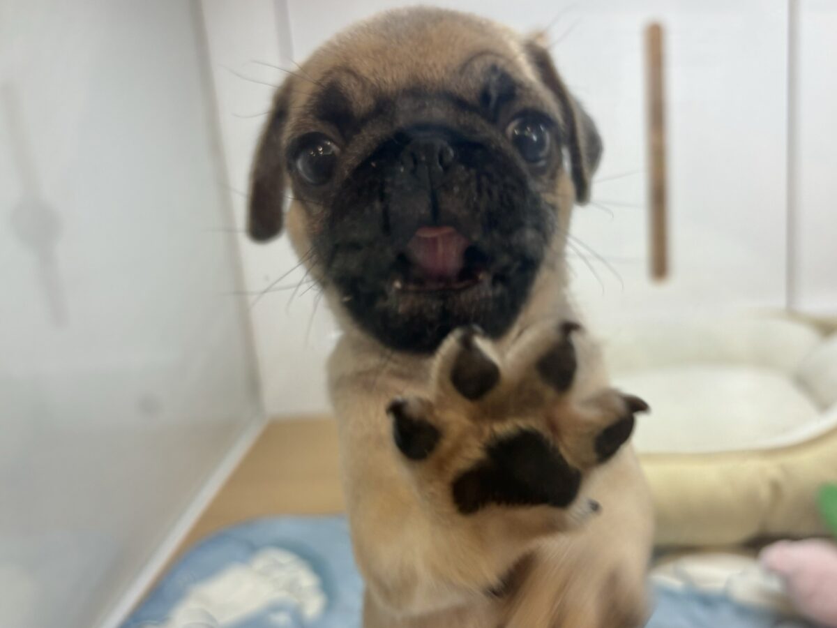 パグ