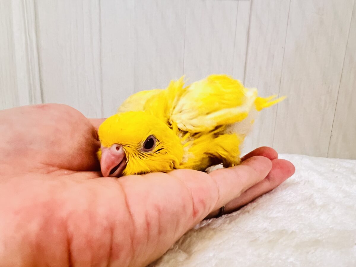 サザナミインコ