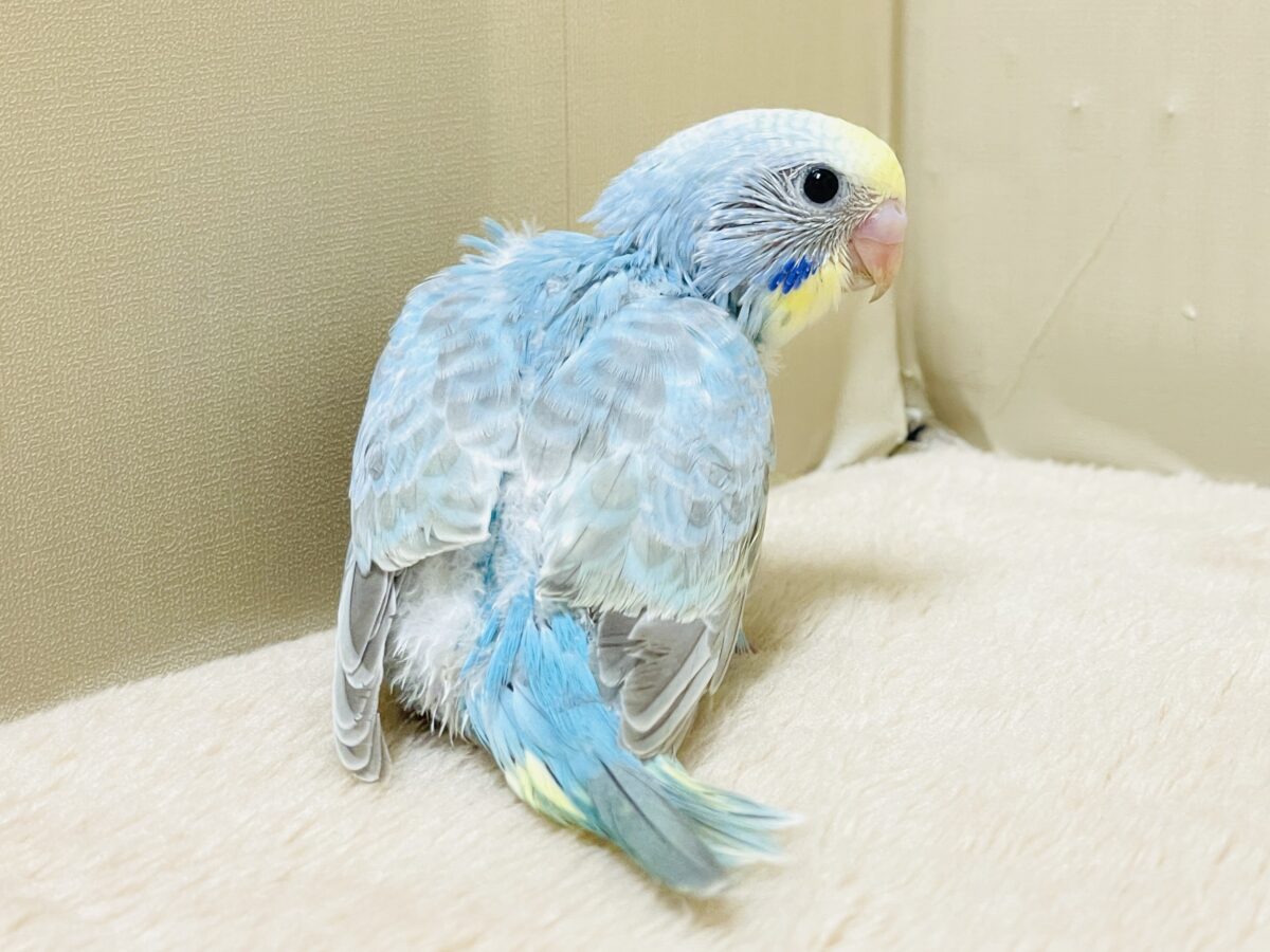【最新画像】カキカキしてね🩵💛セキセイインコ(パステルレインボー) セキセイインコ