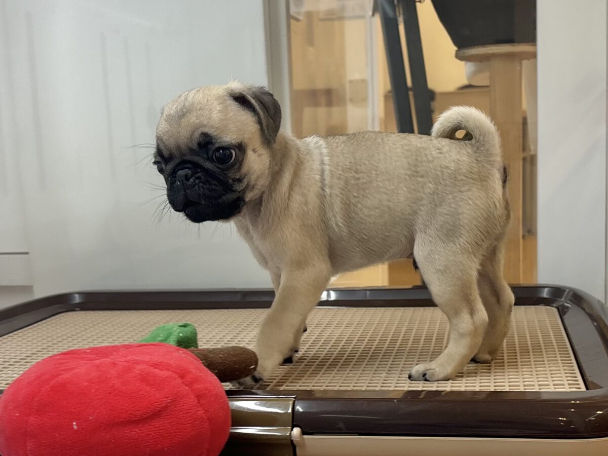 パグ
