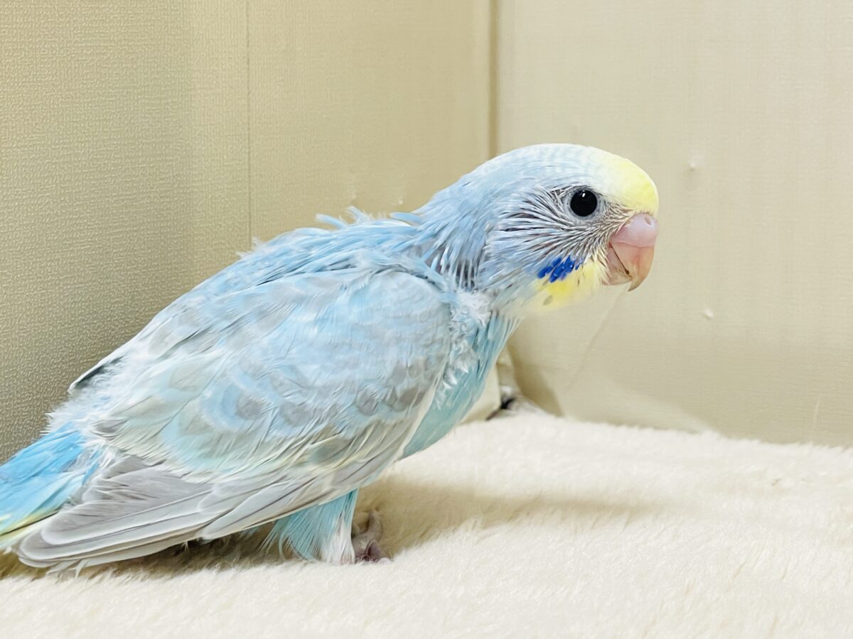 【最新画像】カキカキしてね🩵💛セキセイインコ(パステルレインボー) セキセイインコ
