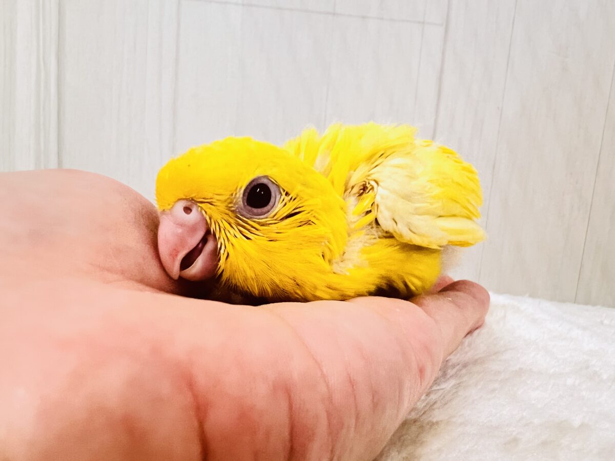 ビタミンカラーで明るく🔆サザナミインコのルチノー💛