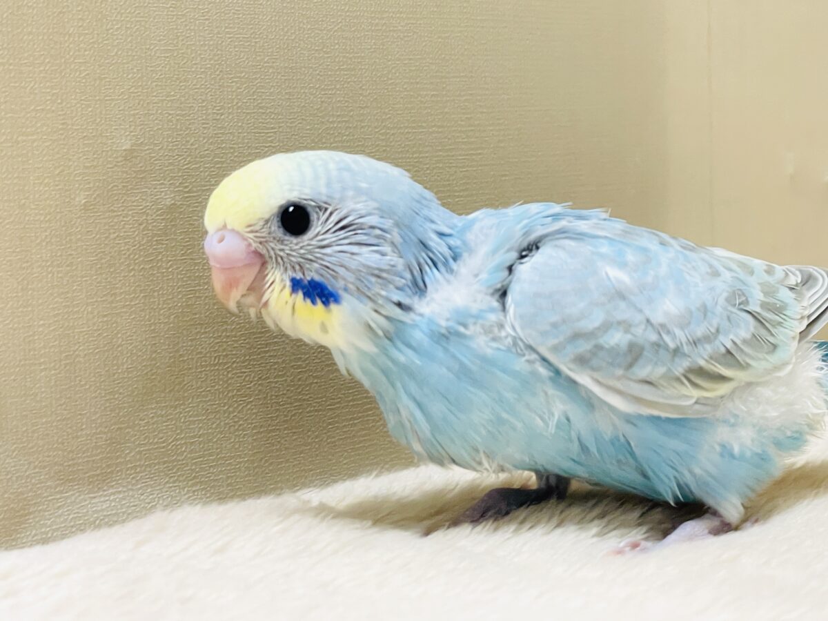 【最新画像】カキカキしてね🩵💛セキセイインコ(パステルレインボー) セキセイインコ