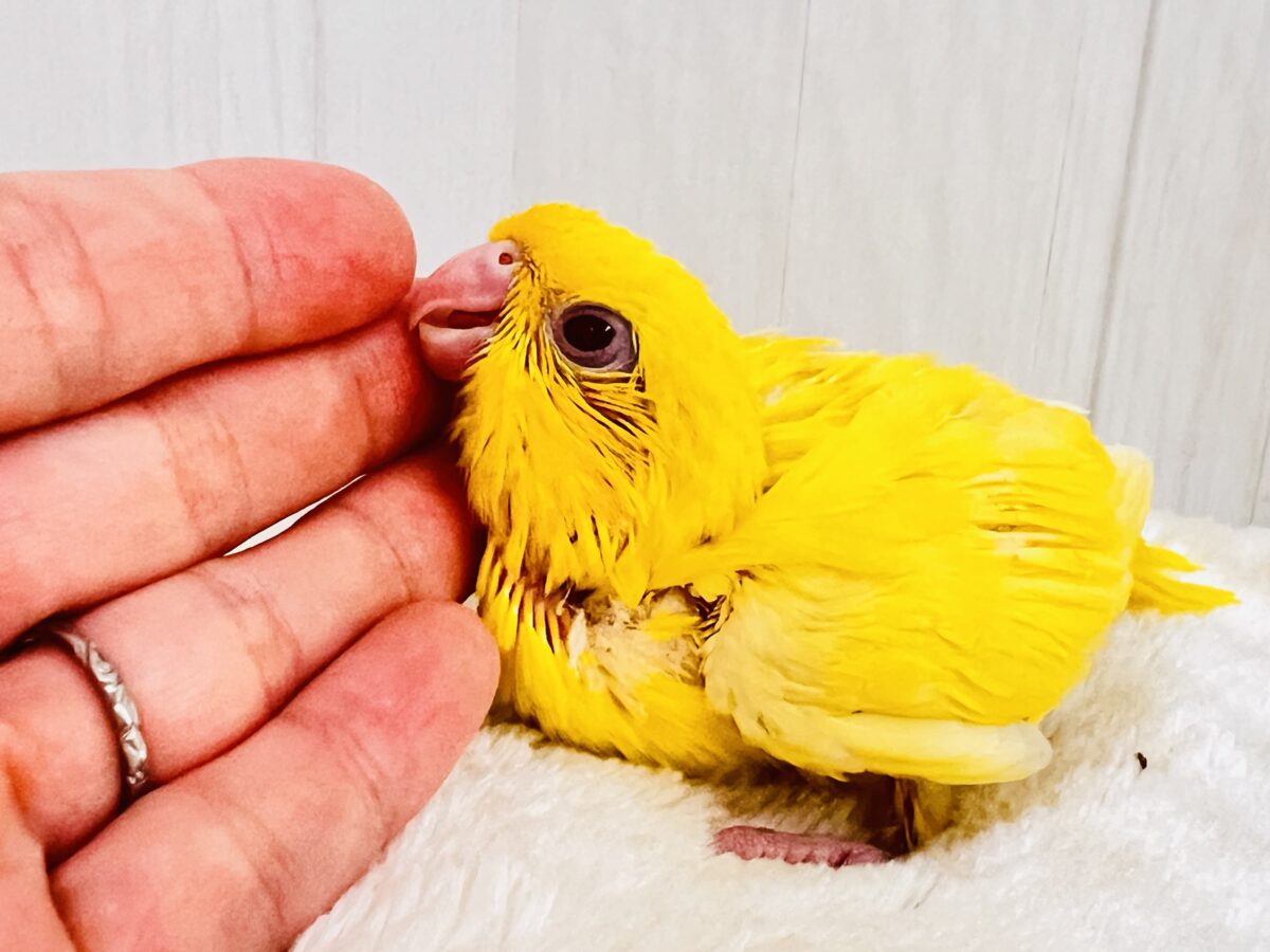 サザナミインコ