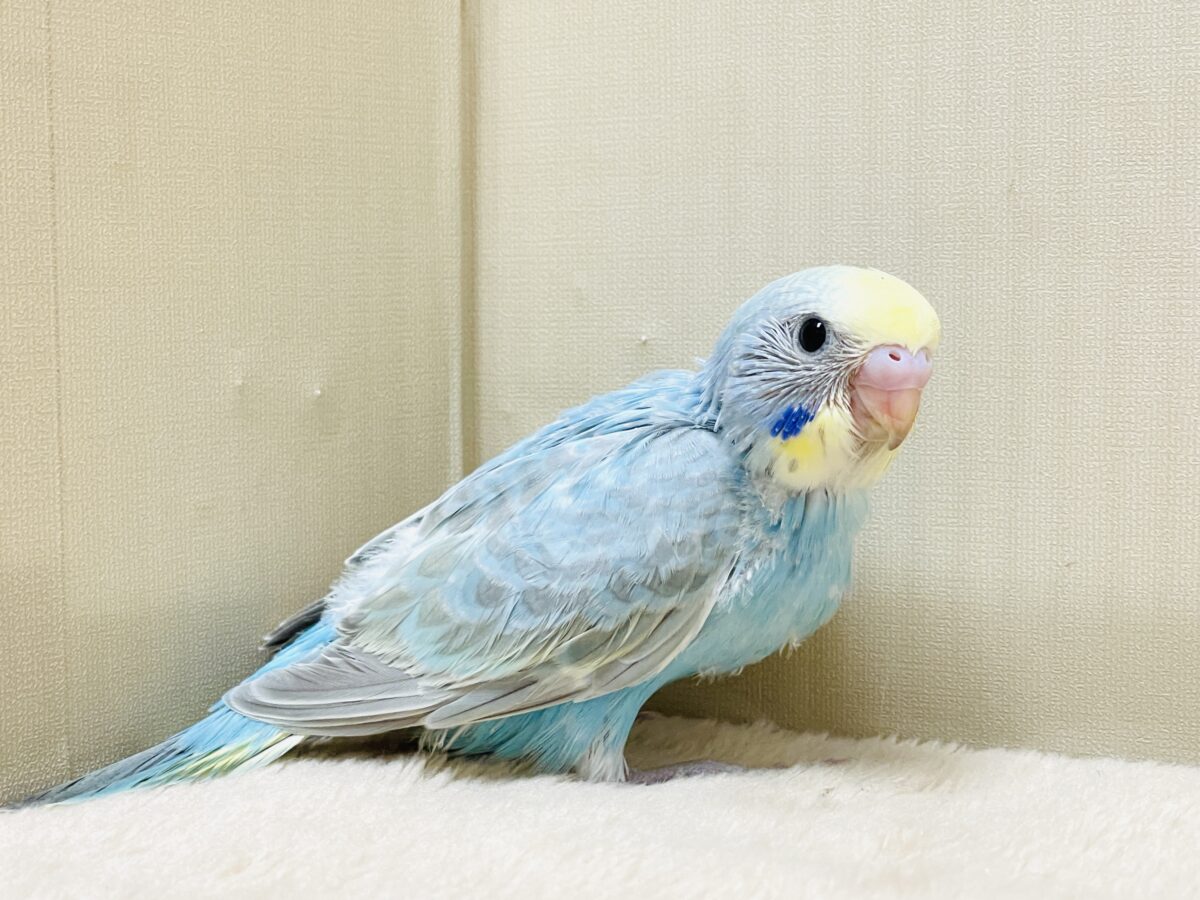 【最新画像】カキカキしてね🩵💛セキセイインコ(パステルレインボー) セキセイインコ