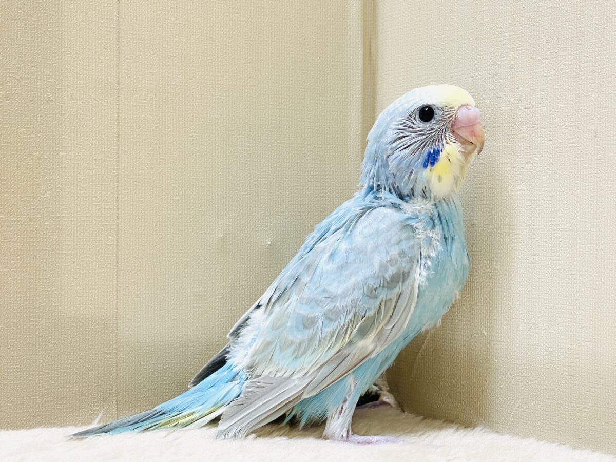 【最新画像】カキカキしてね🩵💛セキセイインコ(パステルレインボー) セキセイインコ